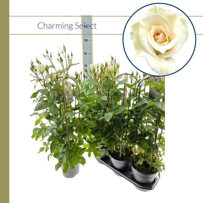 <h4>ROSA FL CHARM SELECT</h4>