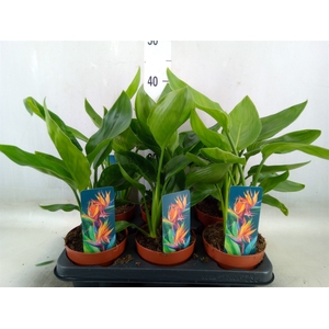 Strelitzia reg.   ...no flowers