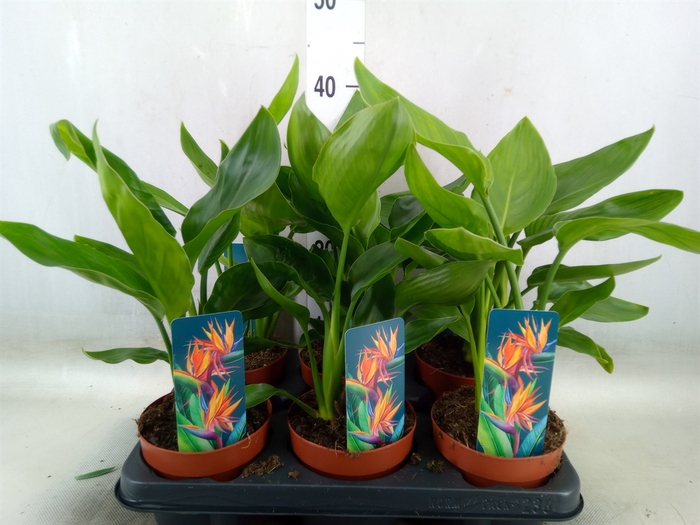 <h4>Strelitzia reg.   ...no flowers</h4>