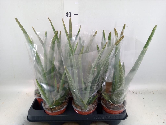 <h4>Aloe vera</h4>