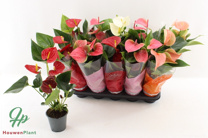 <h4>ANTHU AN GEM 4 KL</h4>