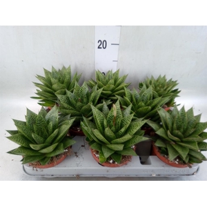 Gasteria