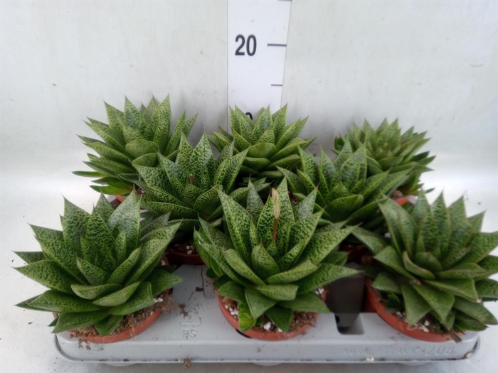 <h4>Gasteria</h4>