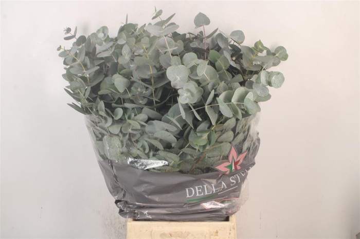 <h4>Euc Cinerea Per Bunch 150 Gram</h4>