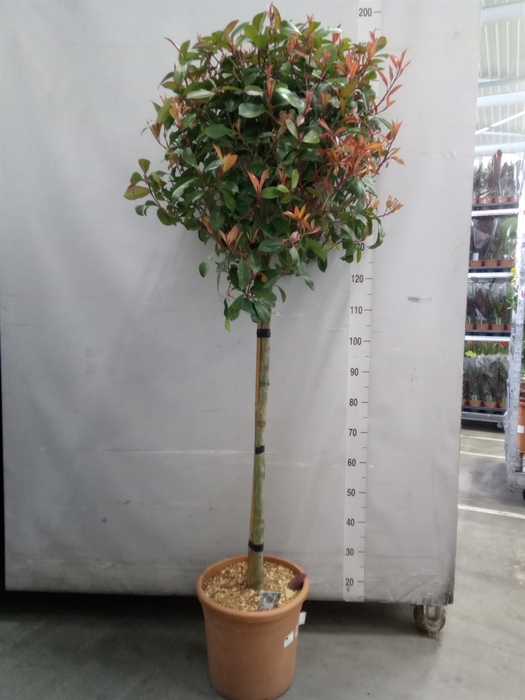 <h4>Photinia fraseri</h4>