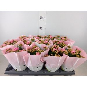 Kalanchoe blos.   ..rosebud