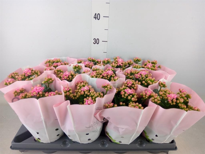 <h4>Kalanchoe blos. ..rosebud</h4>
