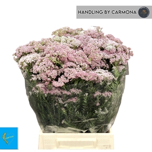 OZOTH COOKS TALL PIN