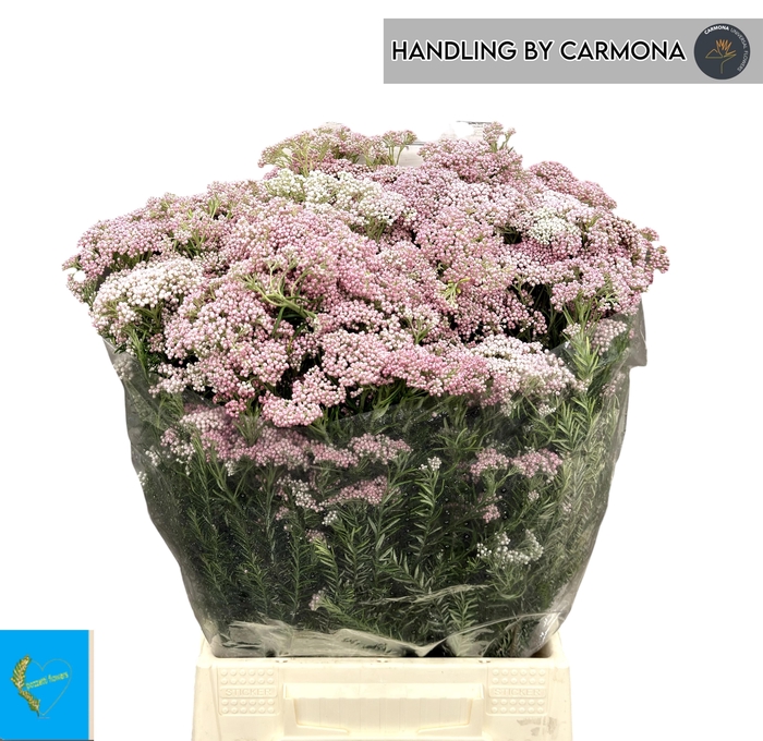 <h4>OZOTH COOKS TALL PIN</h4>