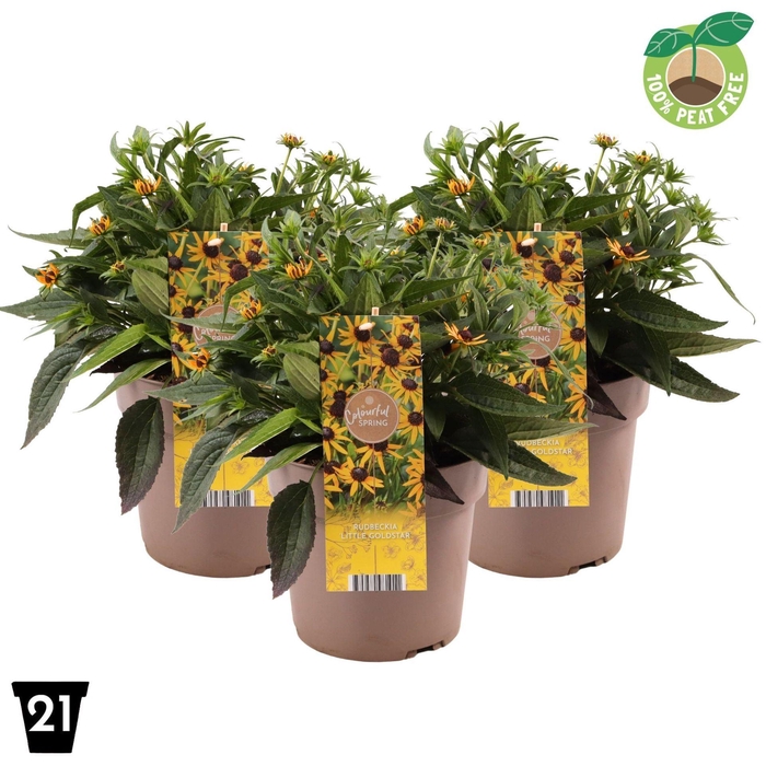 <h4>Rudbeckia</h4>