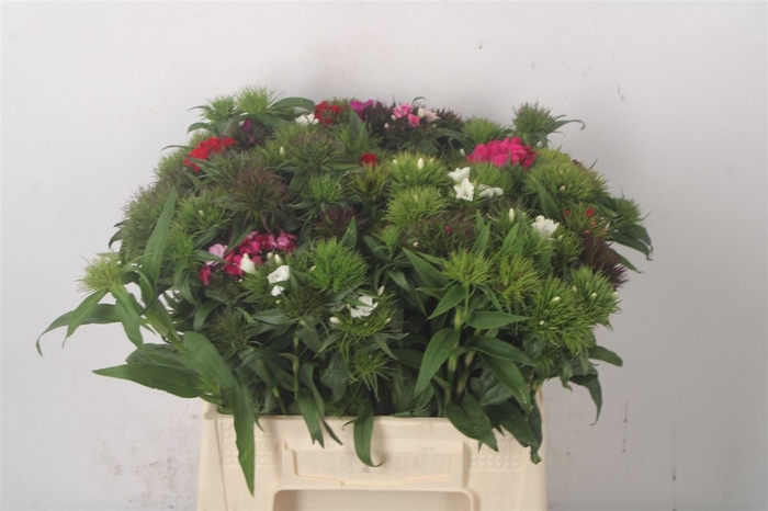 <h4>Di Barb Mixed Bunch!</h4>