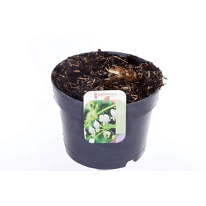 Dicentra spectabilis Alba