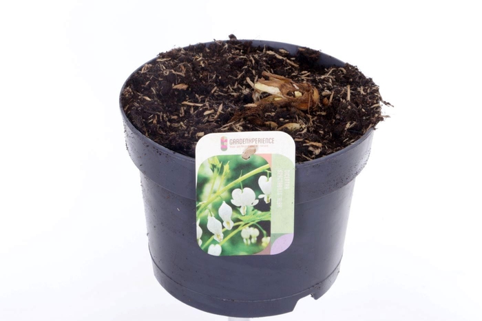 <h4>Dicentra spectabilis Alba</h4>