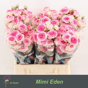 Rosa spray mimi eden