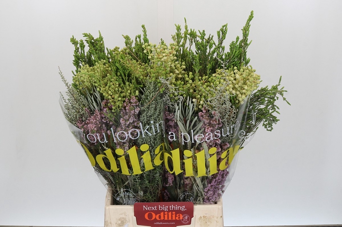 <h4>BQ Cape Greenmix</h4>