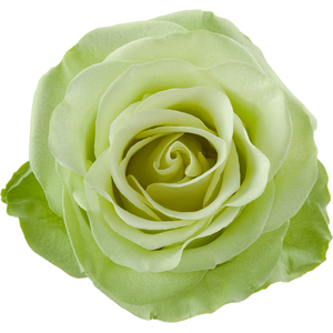 R Gr Green Romance 50cm EC