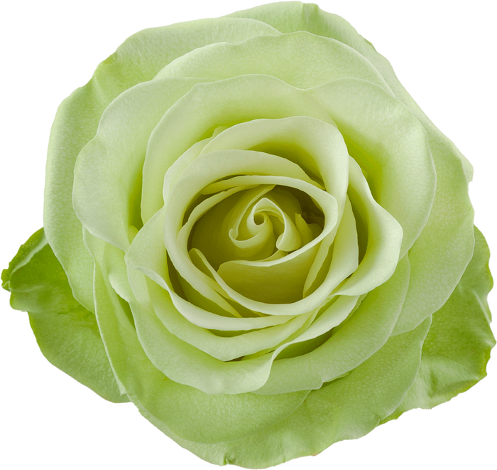 <h4>R Gr Green Romance 50cm EC</h4>