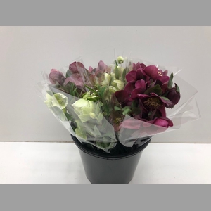 Mono Helleborus Rood x5