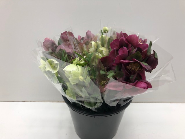 <h4>Mono Helleborus x5</h4>