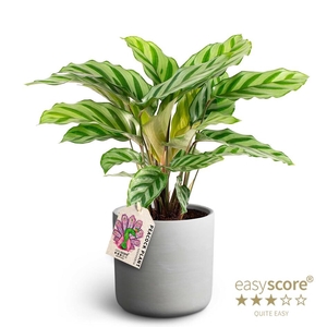 CALATHEA SPECIES