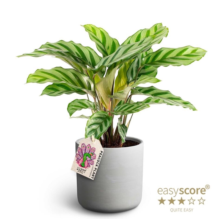 <h4>CALATHEA SPECIES</h4>