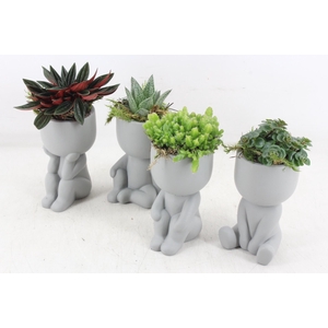 arr3 SN - Ker. pop grey chiling x12