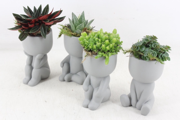 <h4>arr3 SN - Ker. pop grey chiling x12</h4>