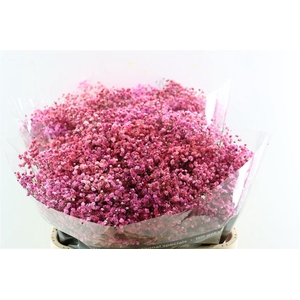 Gyps Pa. Disco Paris