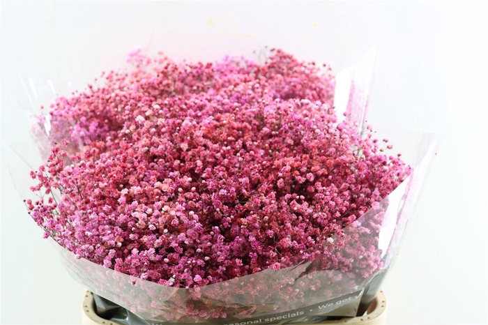 <h4>Gyps Pa. Disco Parijs</h4>