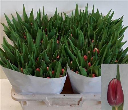 <h4>Tu En Debutante</h4>