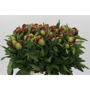 Paeonia Red Charm