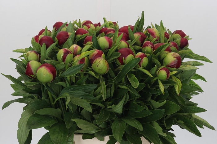 <h4>Paeonia Red Charm</h4>
