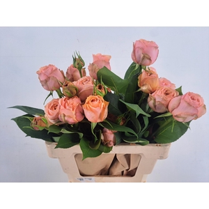 R GR APRICOT 1924