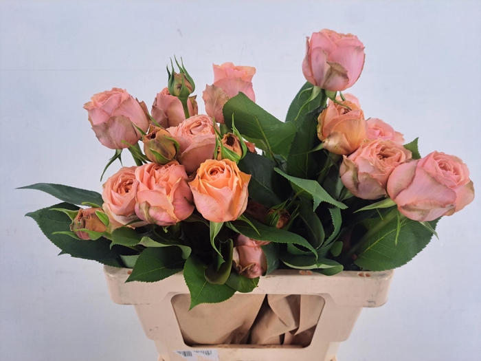 <h4>R GR APRICOT 1924</h4>