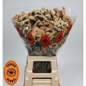 LIM S SIN HO APRICOT