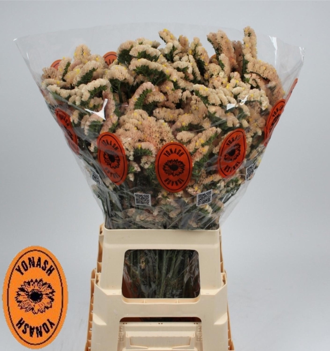 <h4>LIM S SIN HO APRICOT</h4>