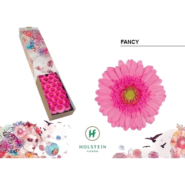 <h4>Ge Mi Fancy Box Holstein</h4>