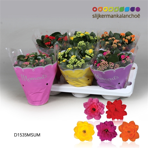 <h4>Kalanchoe Moments - Summer Moments</h4>