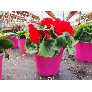 Begonia overig mixkar