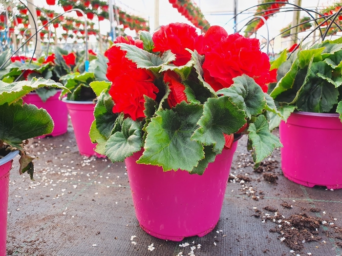 <h4>Begonia overig mixkar</h4>