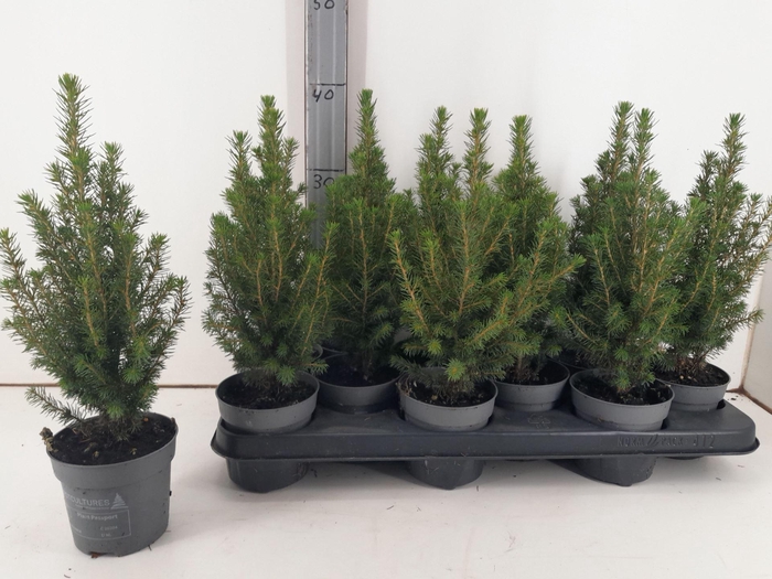 Picea glauca Perfecta