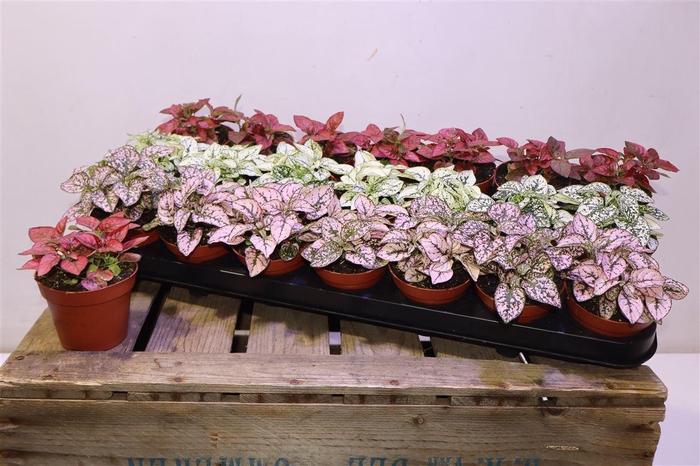 <h4>arr8 Hypoest Gem</h4>