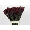 Leucadendron Saf Sunset Dark R.