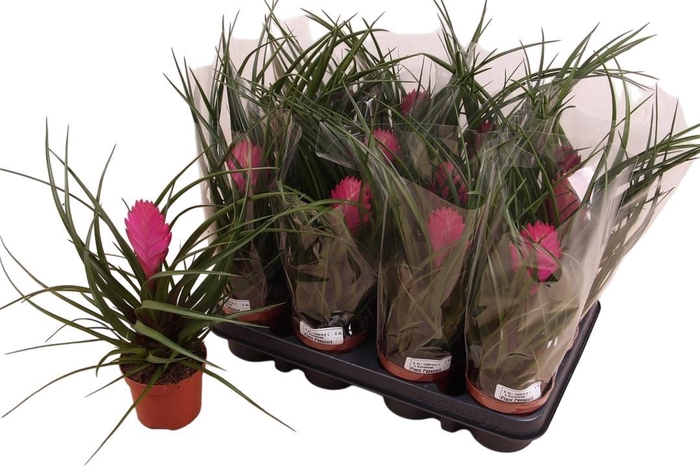 <h4>TILL CYANEA</h4>