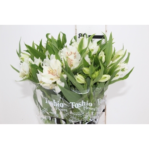ALSTROEMERIA WHITNEY 080 CM