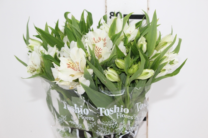 <h4>ALSTROEMERIA WHITNEY 080 CM</h4>