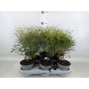 Sophora prostrata 'Little Baby'