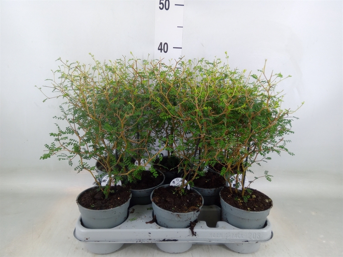 <h4>Sophora prostrata 'Little Baby'</h4>