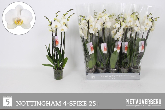 <h4>PHAL AN NOTTINGHAM</h4>