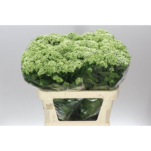 Eupatorium Ru Braunlaub